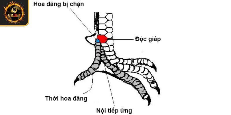 Vảy độc giáp, đại giáp và liên giáp